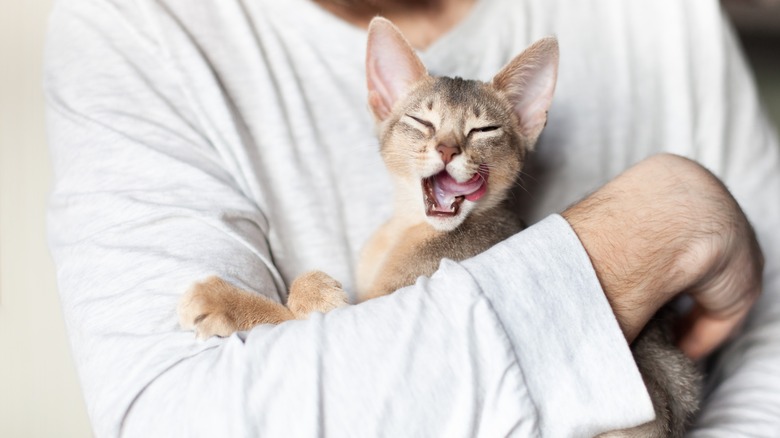 person holding cat licking lips