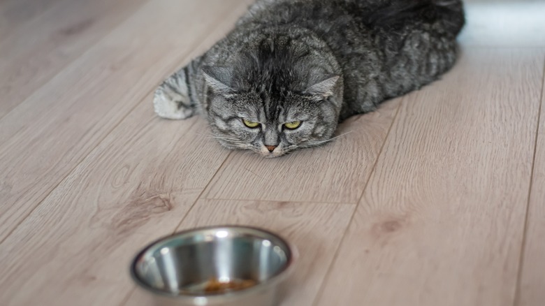 lazy cat staring at bowl