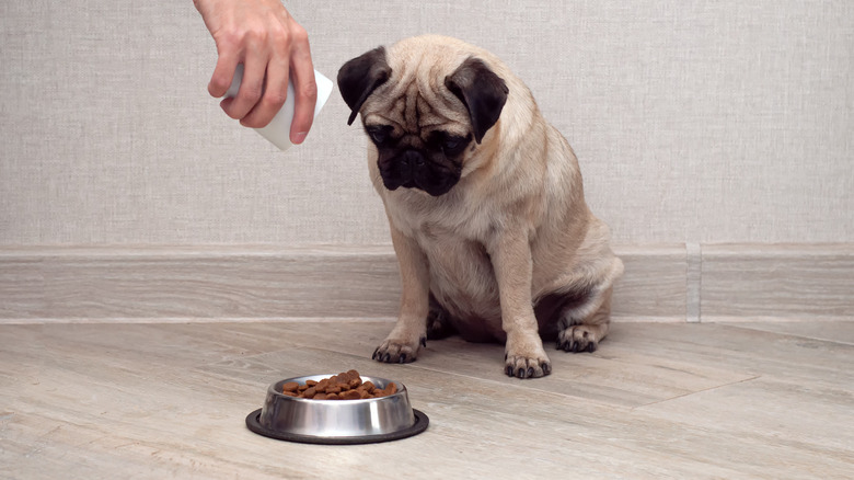 Dog about to eat food