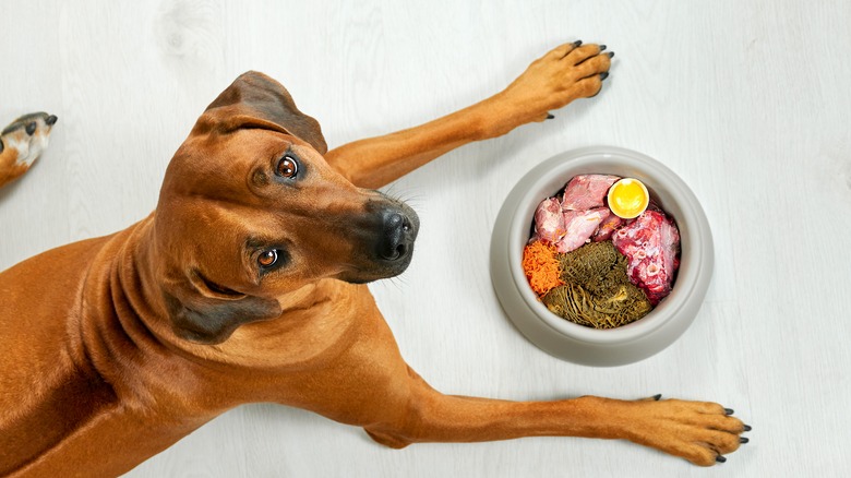 Dog with a food bowl