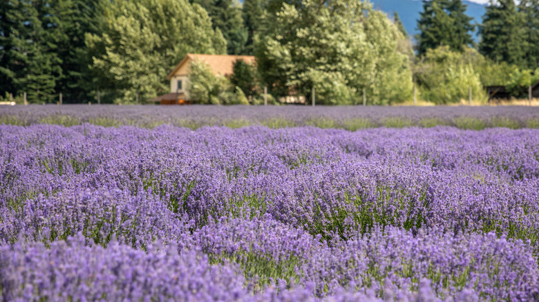 A blossoming lavender field