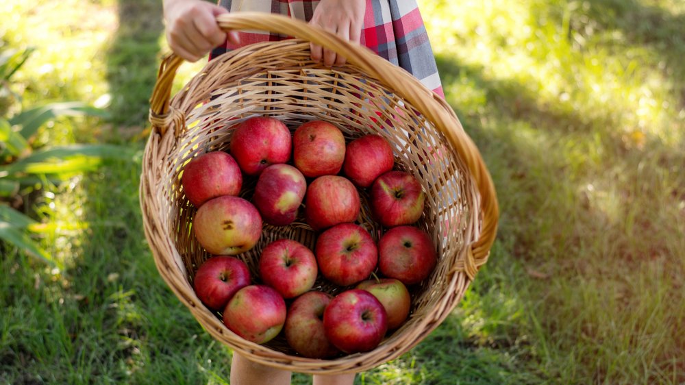 What Really Happens To Your Body When You Eat An Apple Every Day