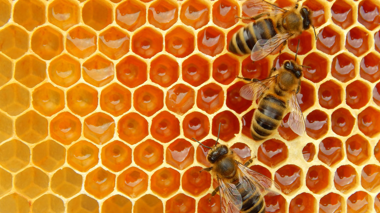 Bees on the hive