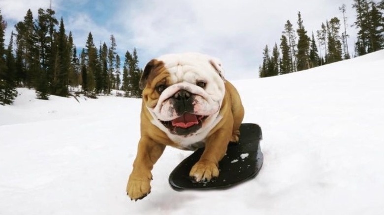 Snowboarding bulldog