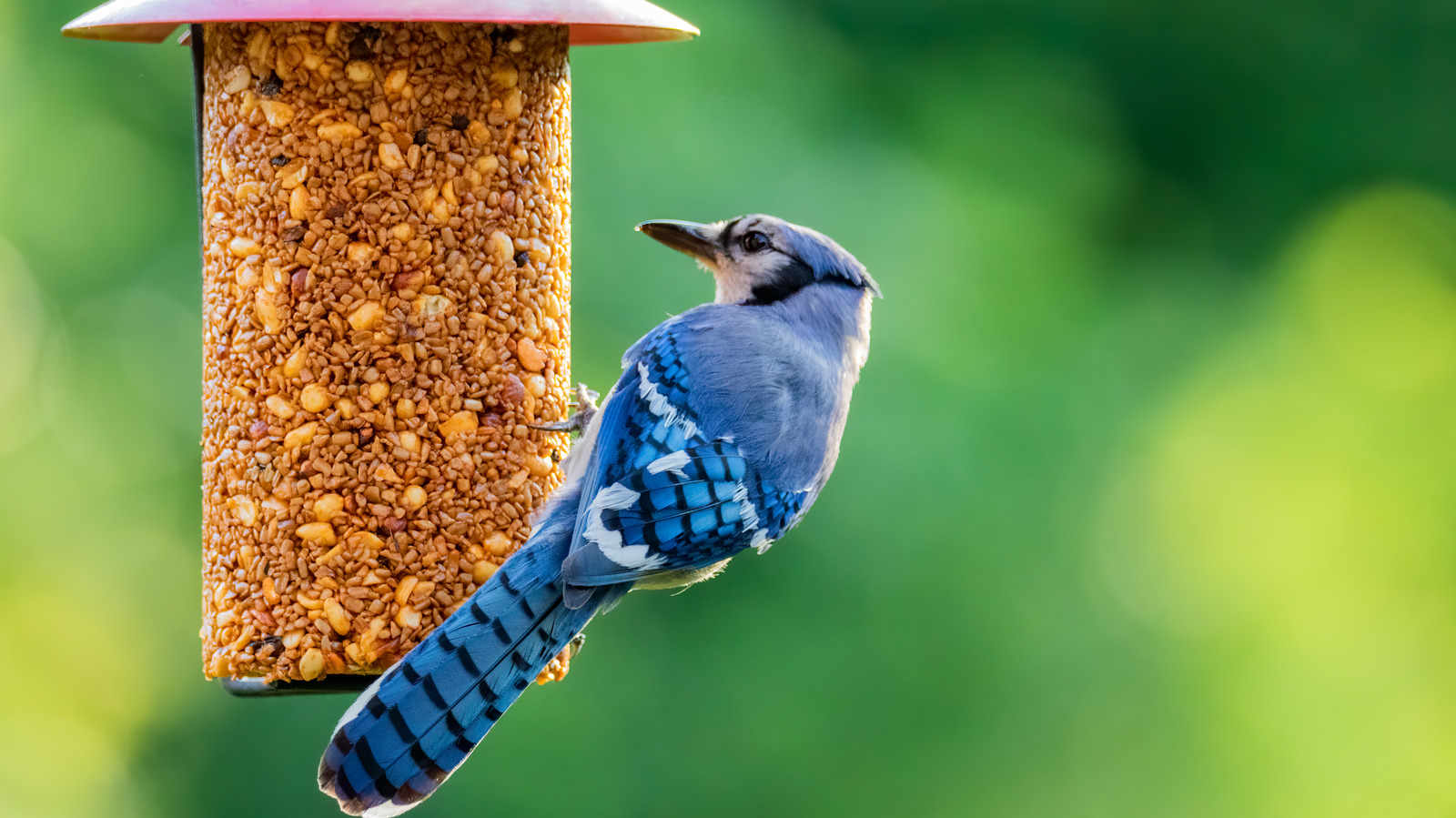 The Busy Blue Jay