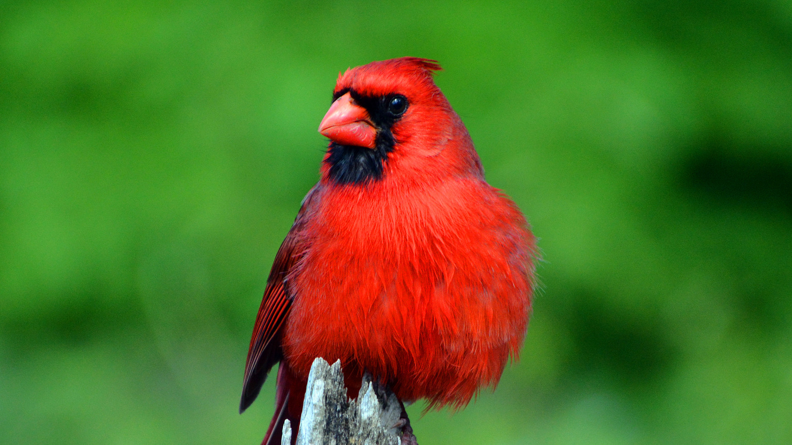 see-a-cardinal-meaning-symbolism