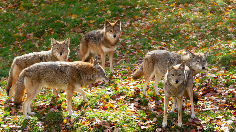 Pack of coyotes