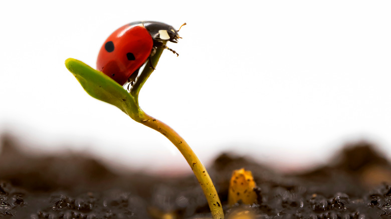 Ladybug on plant