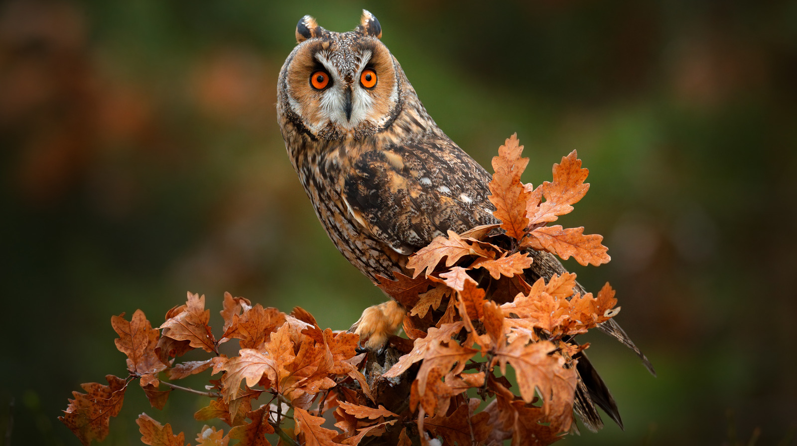 here-s-what-it-really-means-when-you-see-an-owl