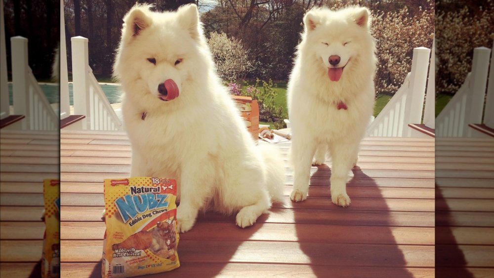 Beautiful Samoyeds with Costco dog treats