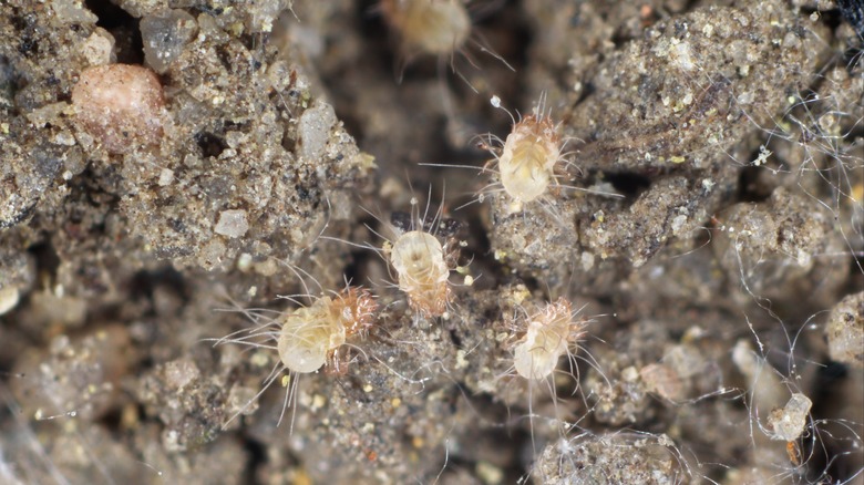 Dust mites magnified