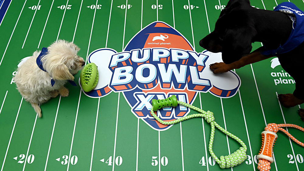 Puppy Bowl XVI field