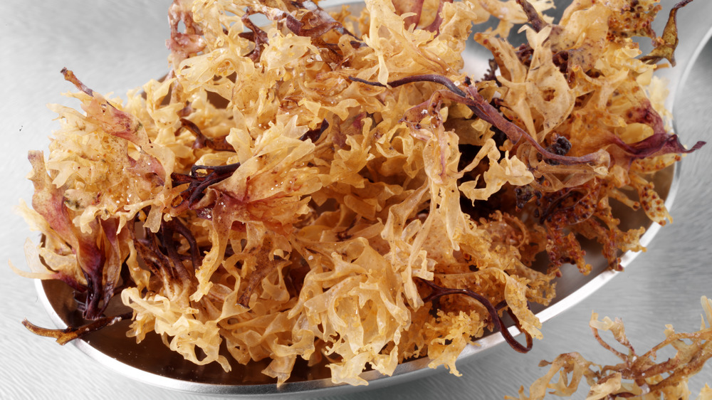 Dehydrated Irish moss on a spoon