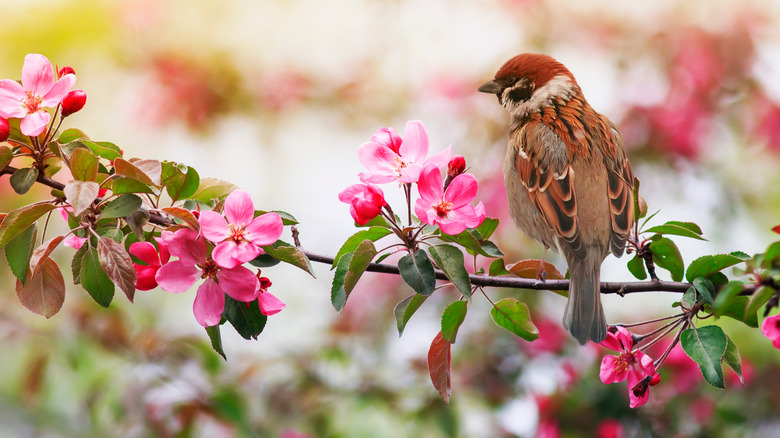 Sparrow sitting on flowering branch