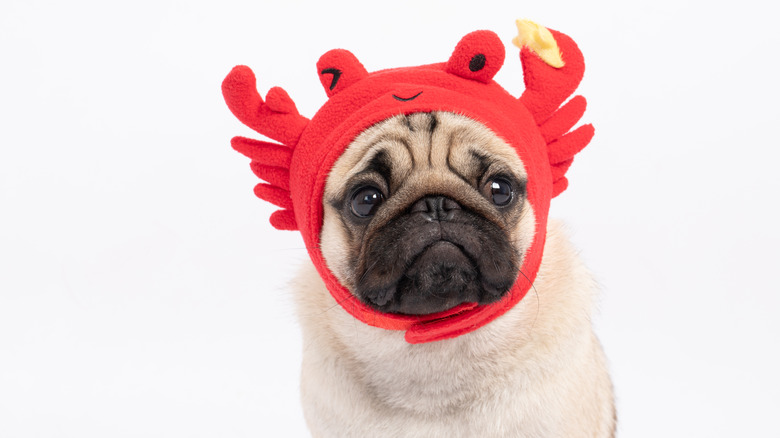 Pug wearing crab hat