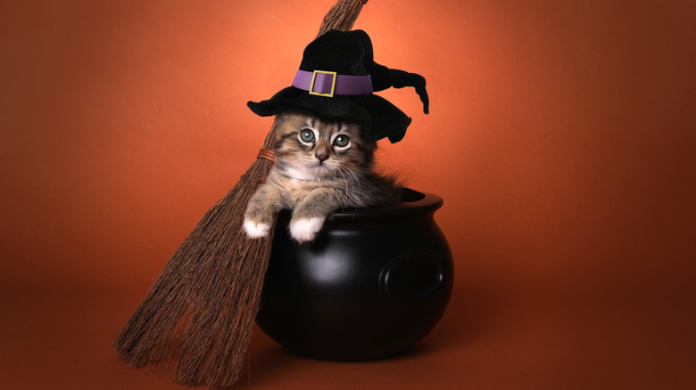 Cat in witch Halloween costume