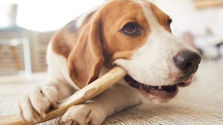 Dog with bone