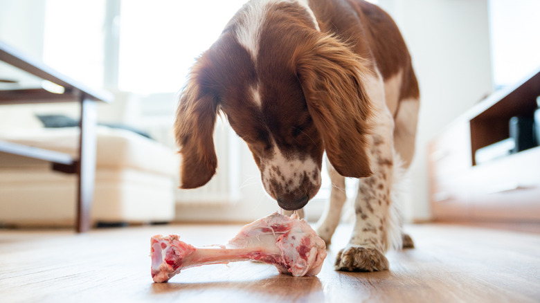 Dog with bone