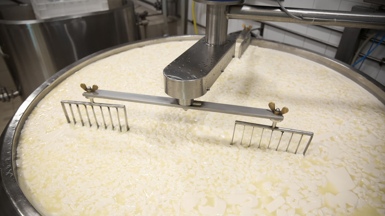 Curd and whey in a tank at a cheese factory