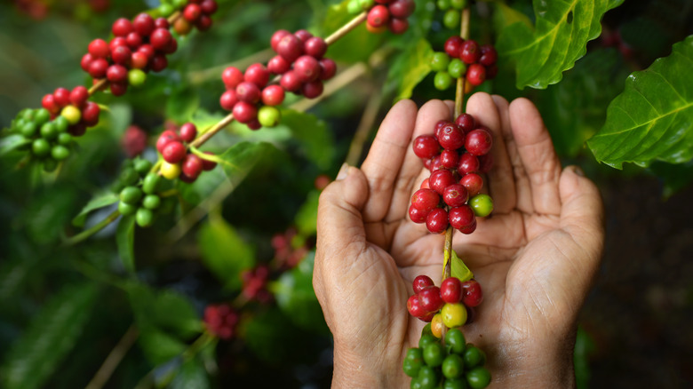 Farmer holding coffee plant