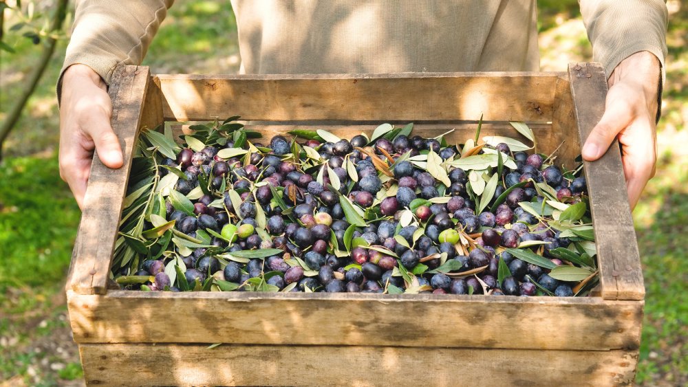 Farmer holding a crate of olives