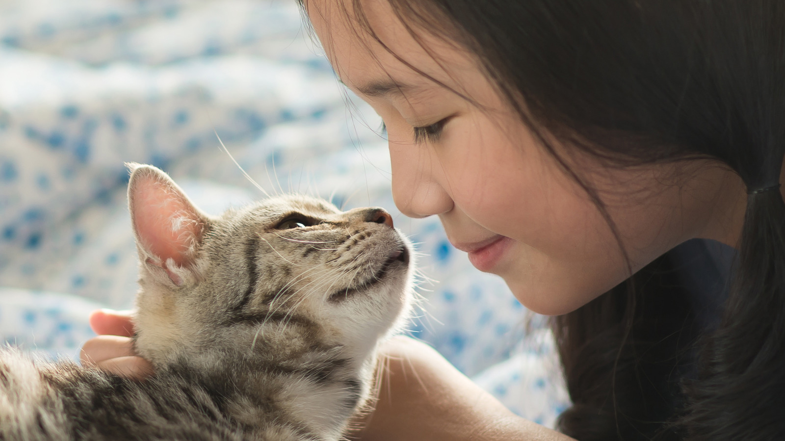 Here s Why Your Cat Licks Your Face