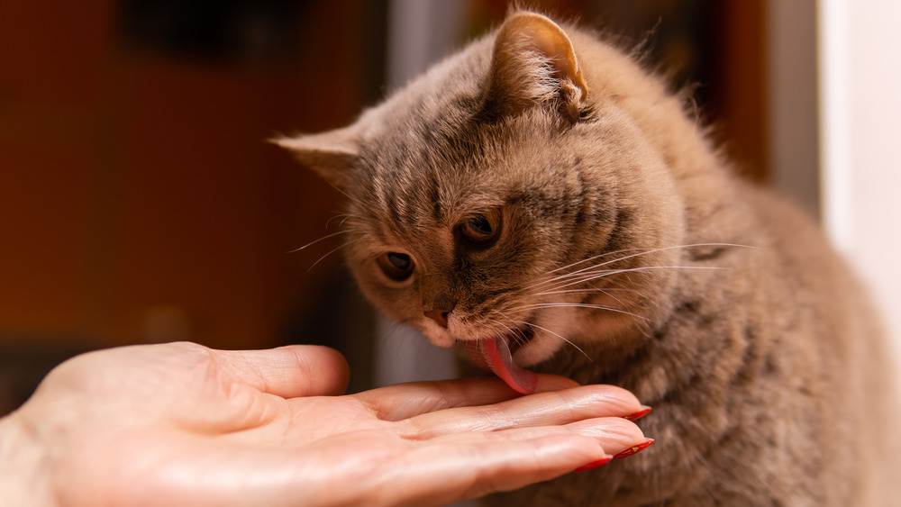  Cat licking someone's hand