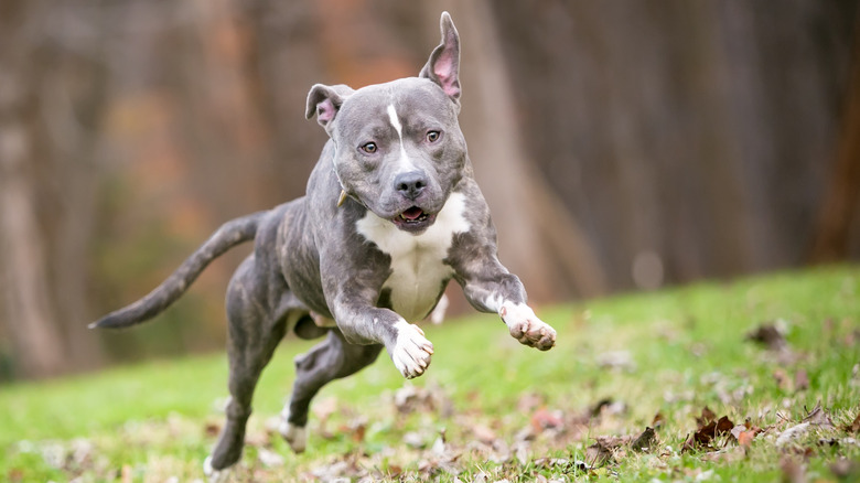 dog leaping in the air