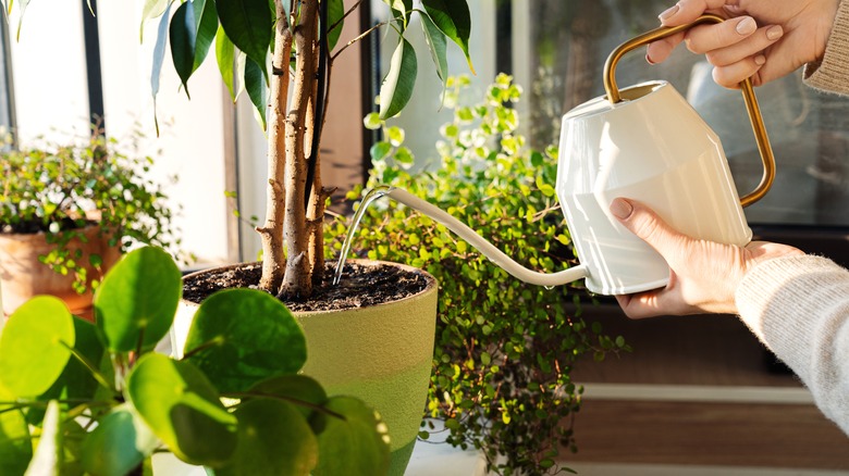 watering plants