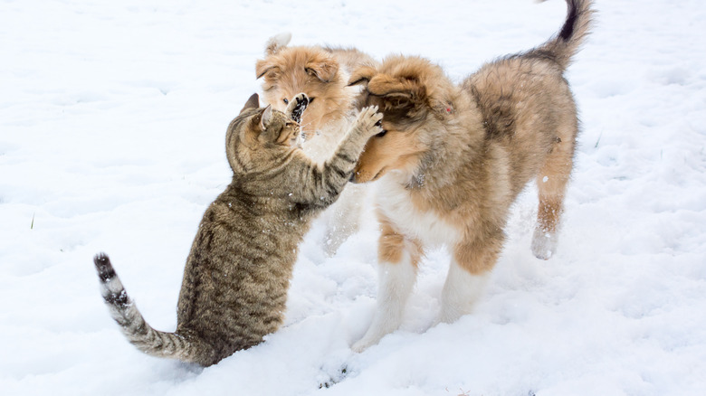 Cat attacking dog