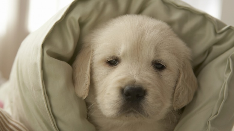 golden lab puppy