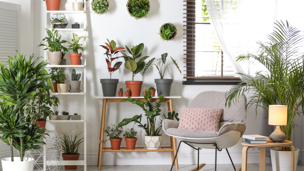 Work area with house plants