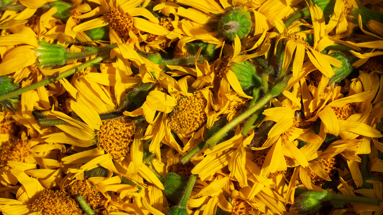 Wild flower arnica origin