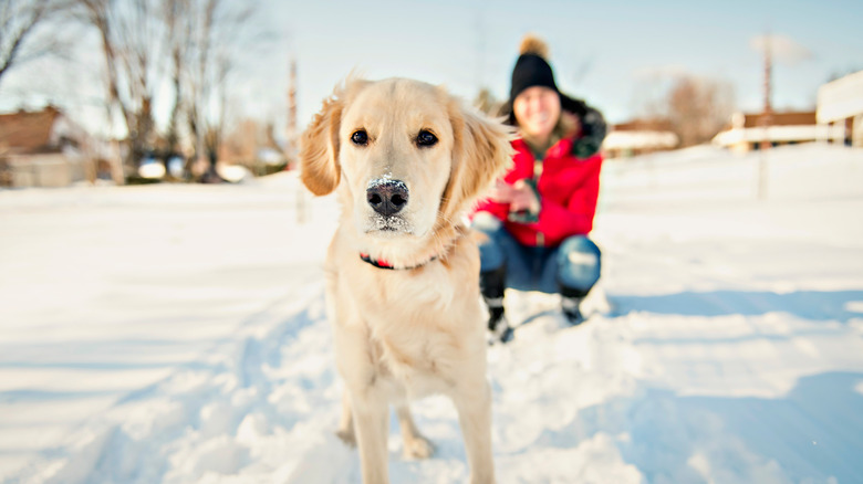 Dog walking in snow