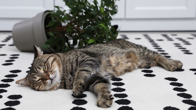 Cat laying down next to overturned plant