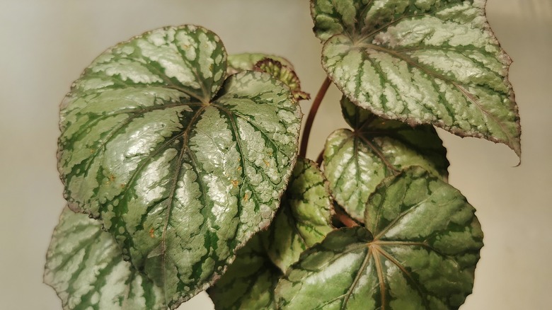 Begonia plant