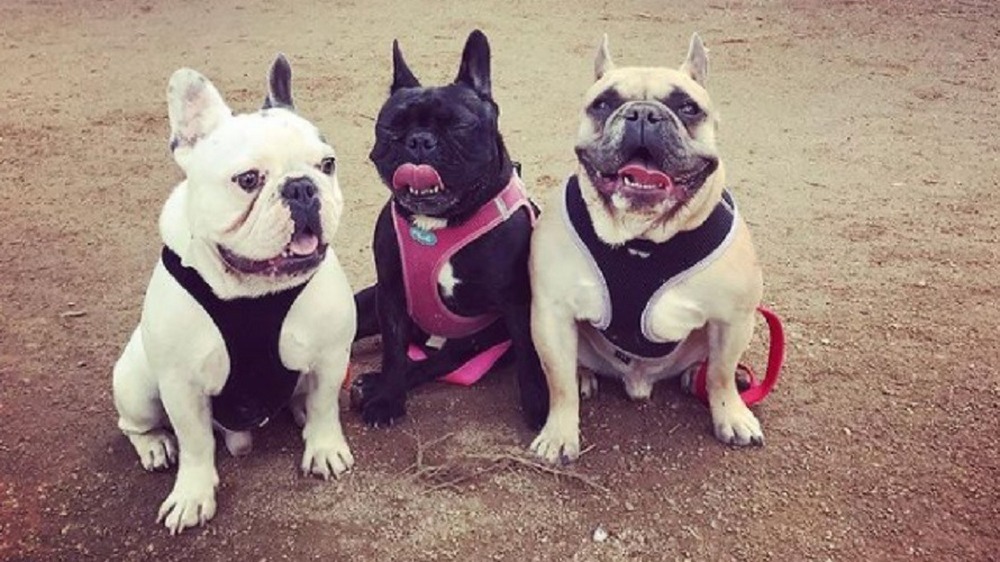 Lady Gaga's dogs