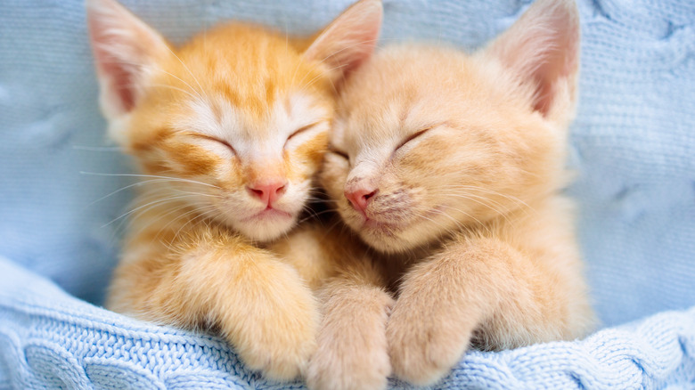 How Much Do Cats Really Need To Sleep A Day Vighneshworld