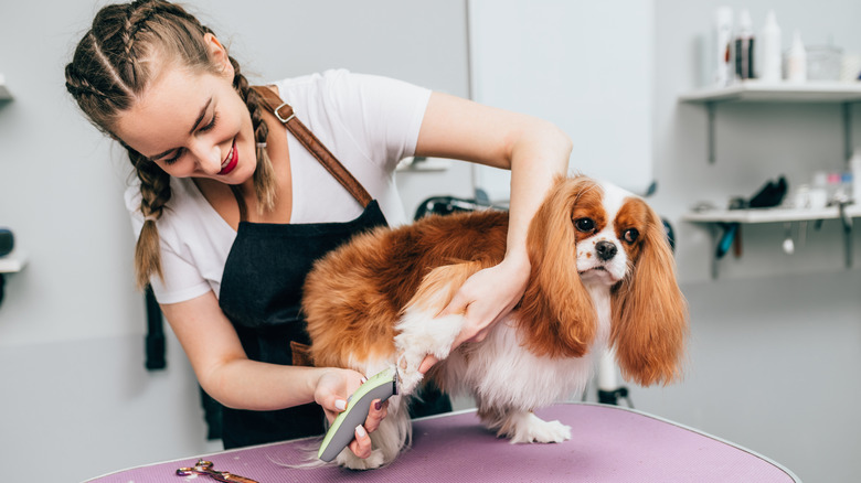 how-much-money-do-dog-groomers-make