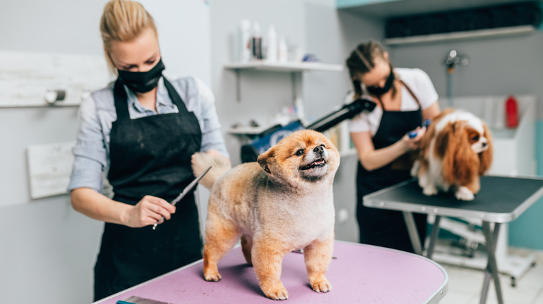 How Much Money Do Dog Groomers Make 