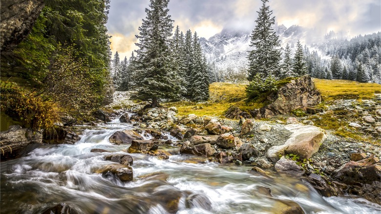 Wooded stream 