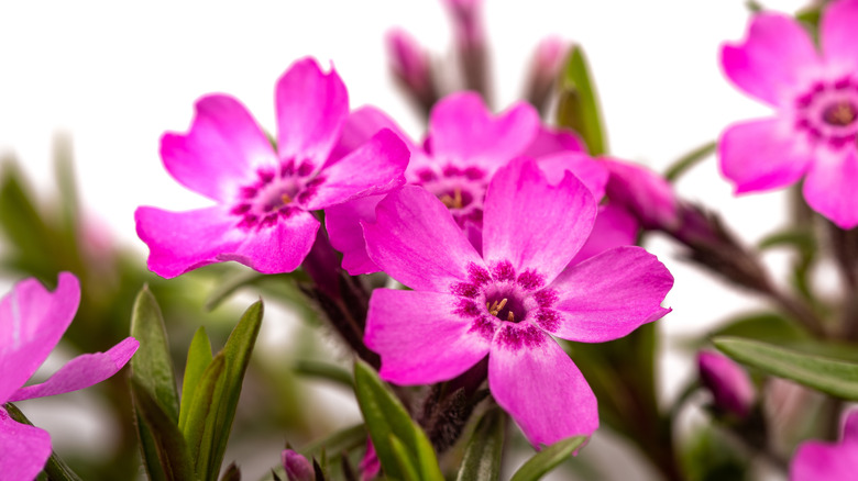 Creeping phlox