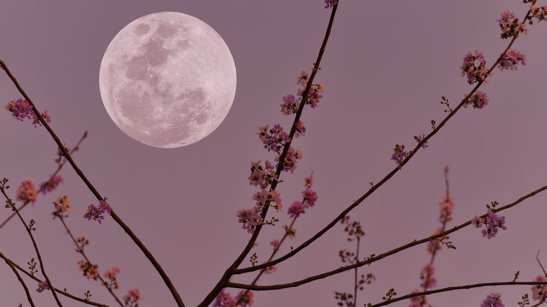 Full moon and flowering tree