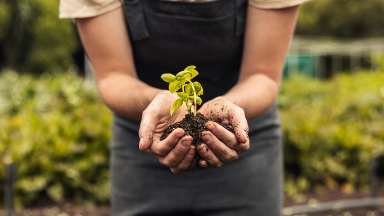 hands holding a plant