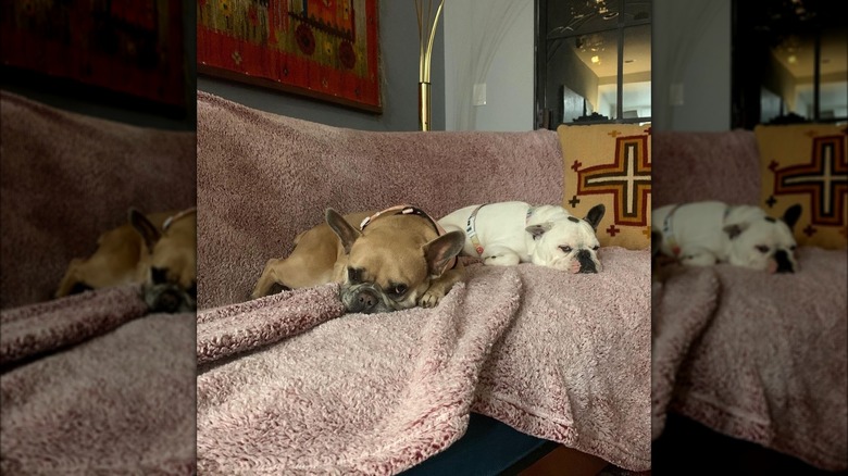 Lady Gaga's dogs Koji and Gustav