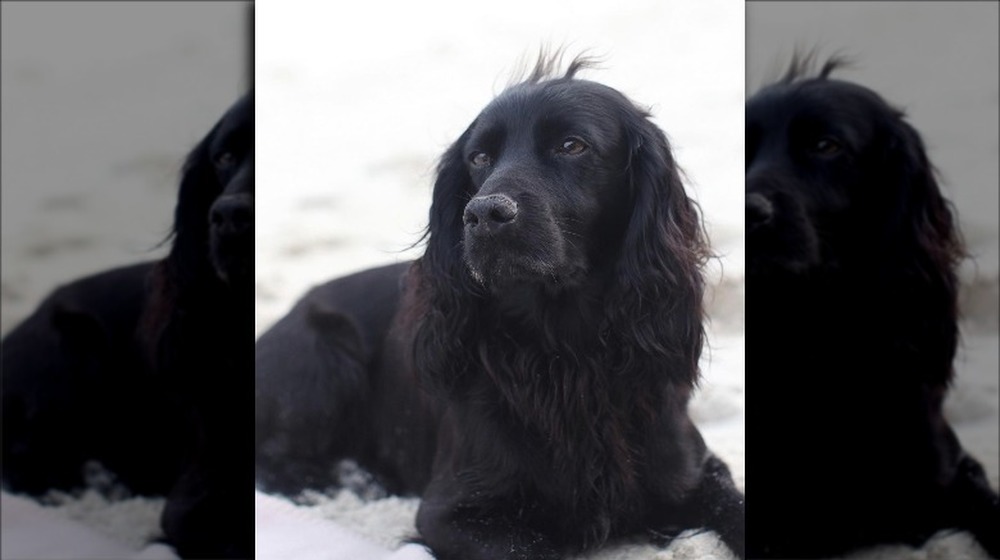 Prince William and Kate Middleton's dog