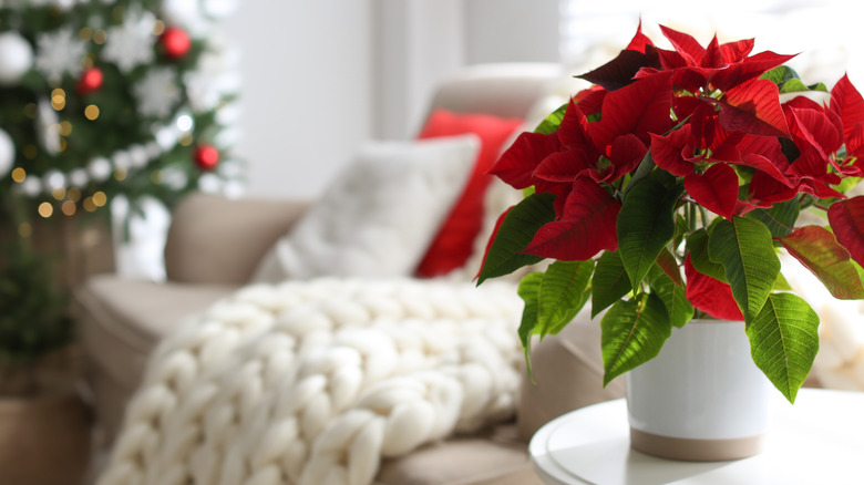 Poinsettia with Christmas tree and decor