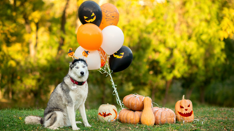 Husky with pumpkins and balloons