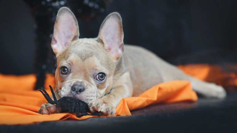 French bulldog puppy chewing spider