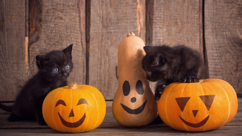 Cats with jack-o'-lanterns